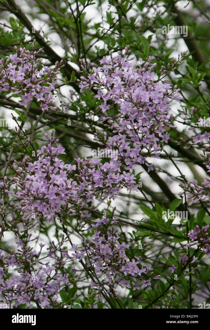 Cut-leaf Lilac, Syringa laciniata, Oleaceae, West China Stock Photo