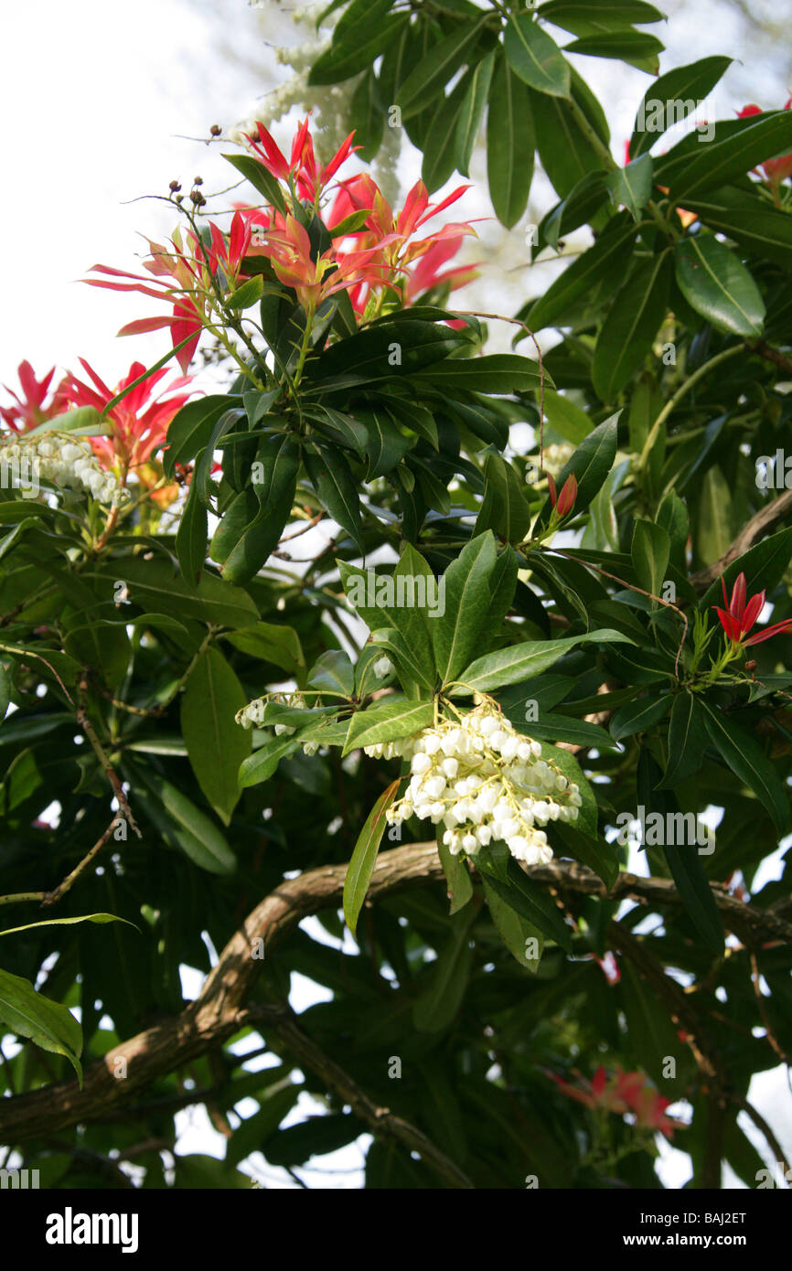 Chinese Pieris or Himalayan Pieris, Pieris formosa var. forrestii, Ericaceae, China and Himalayas Stock Photo