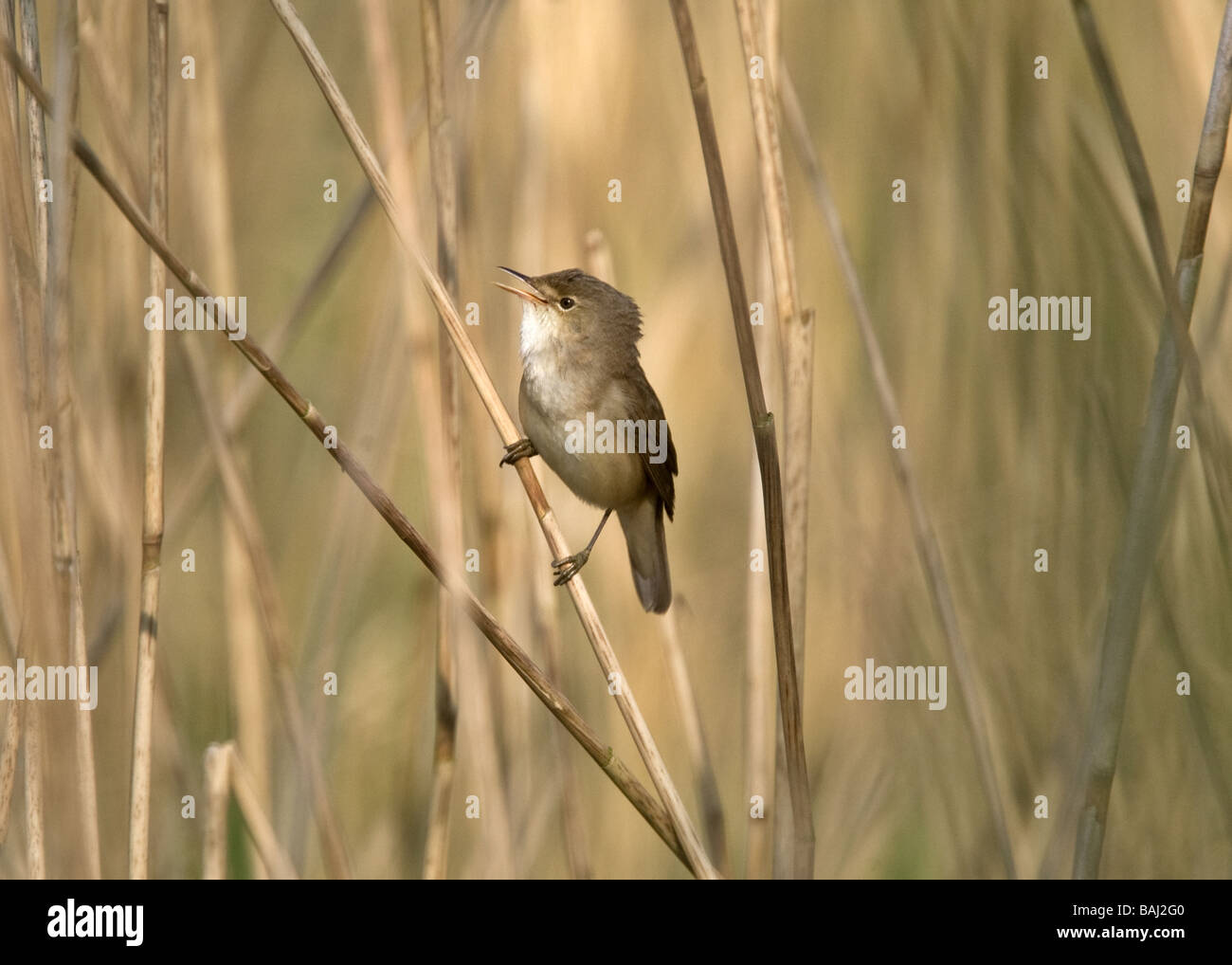 Reed Warbler singing in reeds at Ham Wall RSPB Stock Photo