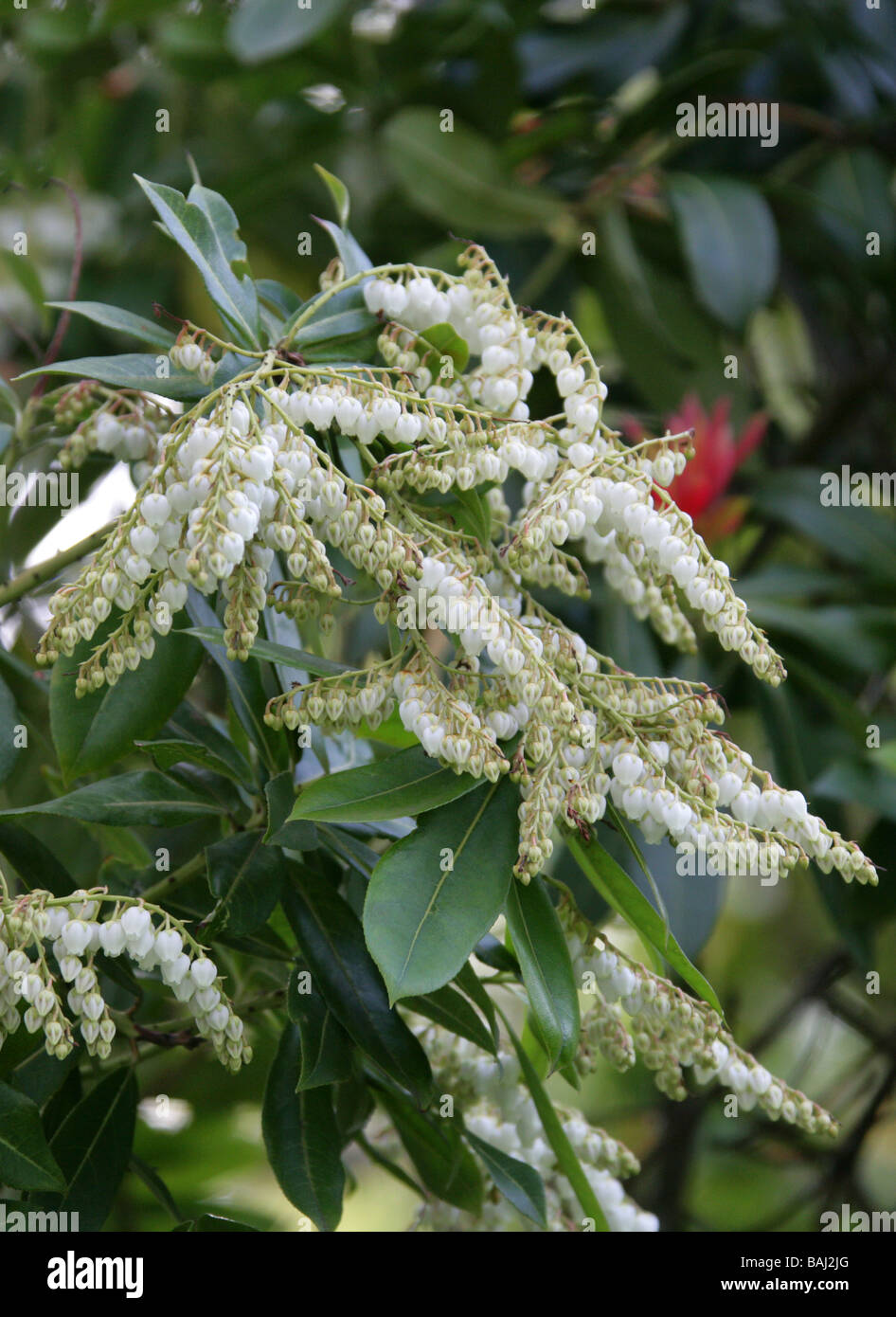 Chinese Pieris or Himalayan Pieris, Pieris formosa var. forrestii, Ericaceae, China and Himalayas Stock Photo