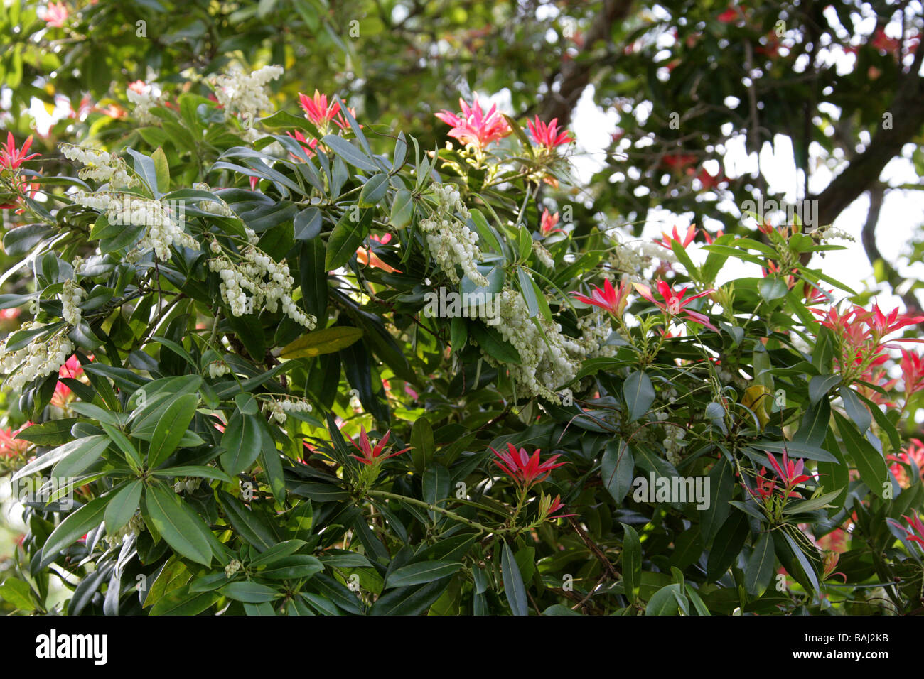 Chinese Pieris or Himalayan Pieris, Pieris formosa var. forrestii, Ericaceae, China and Himalayas Stock Photo