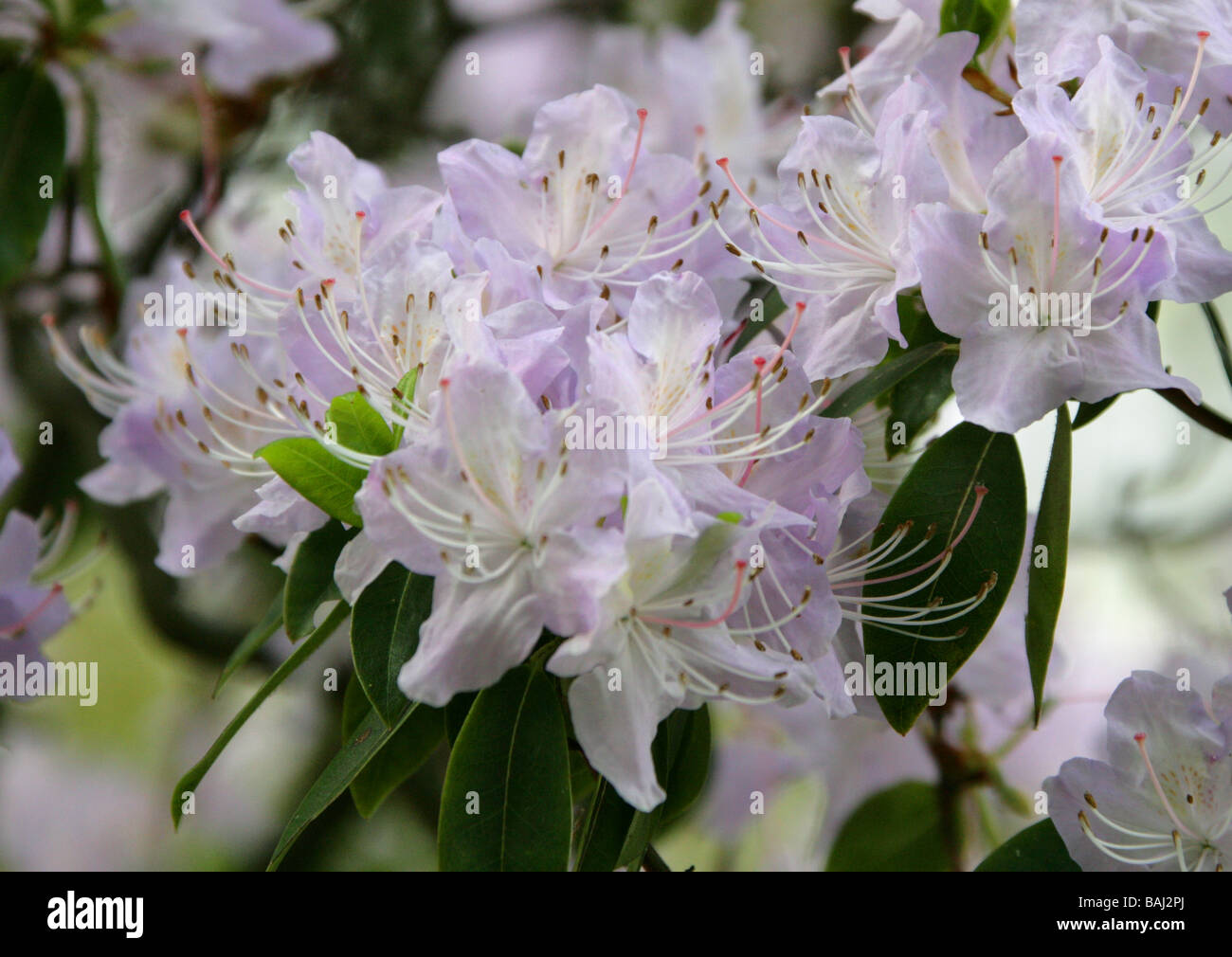 Lilac Coloured Rhododendron, Ericaceae Stock Photo
