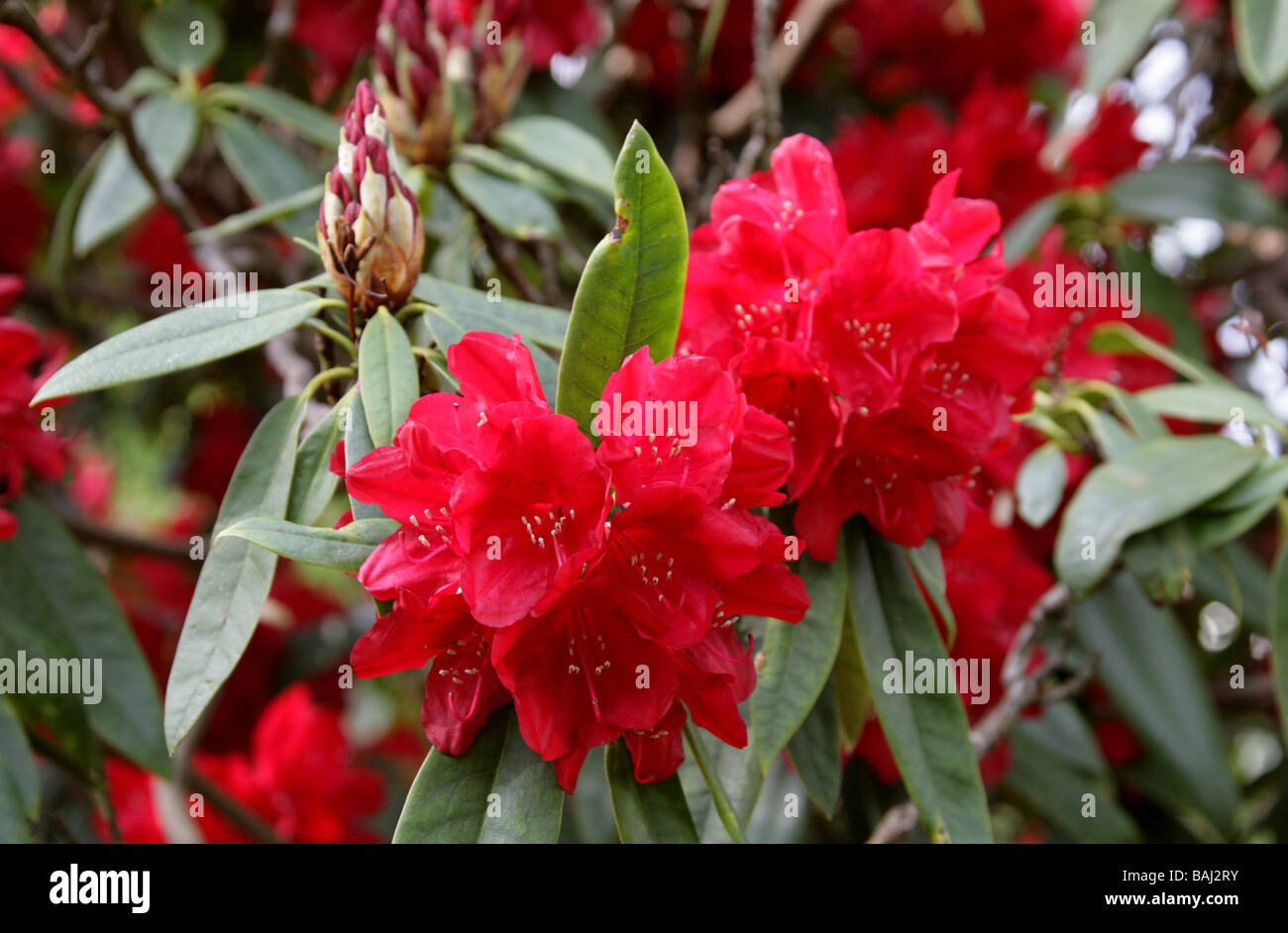 Red Coloured Rhododendron 'Bulstrode Park', Ericaceae Stock Photo