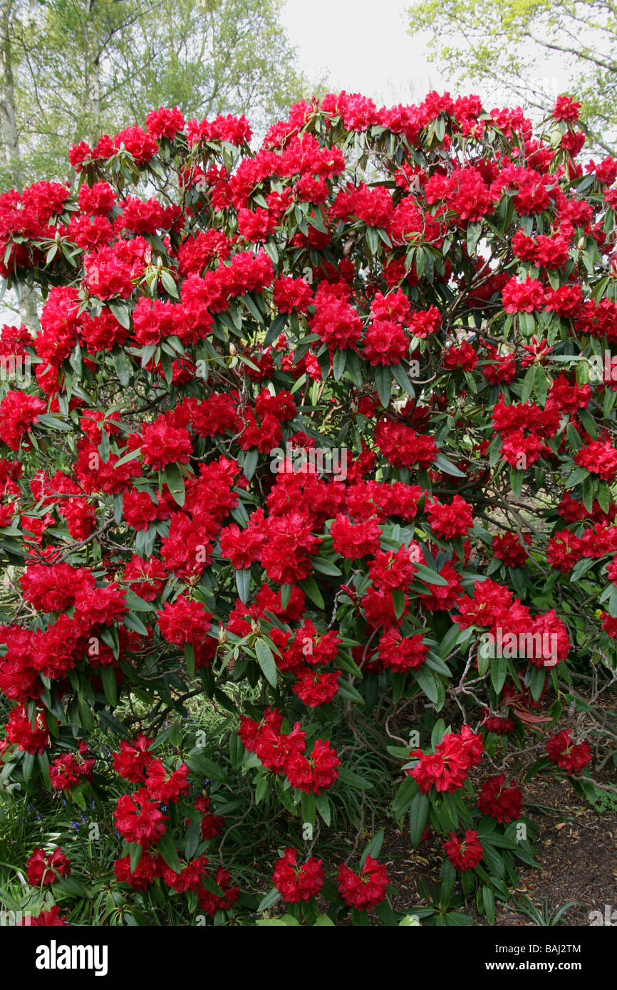 for eksempel Seaport Smag Rhododendron red flowers ericaceae hi-res stock photography and images -  Alamy