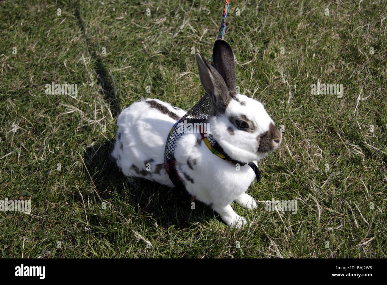 Walking the rabbit. An unusual picture of a rabbit on a lead Stock