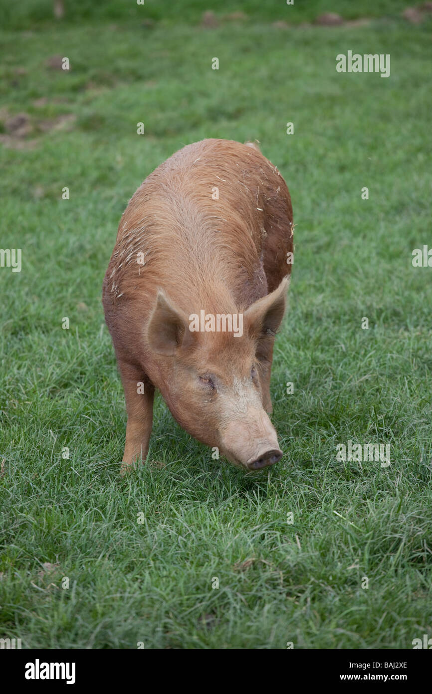 Pig in a field Stock Photo