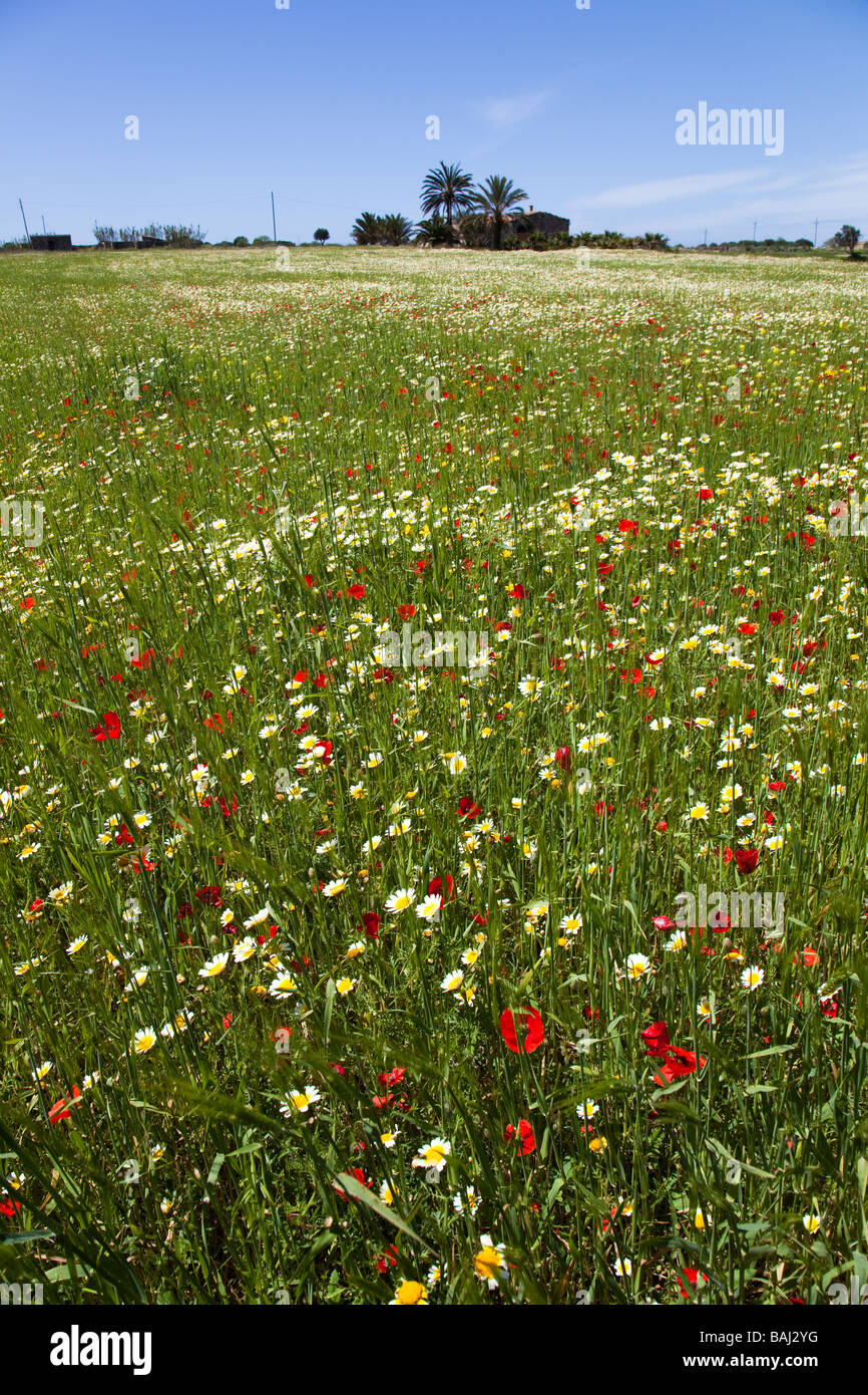 Field of wildflowers Mallorca Spain Stock Photo