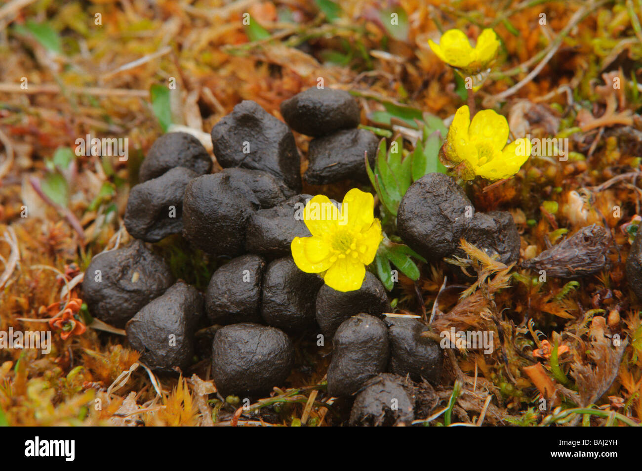 Yellow wildflower and reindeer droppings Spitsbergen Stock Photo