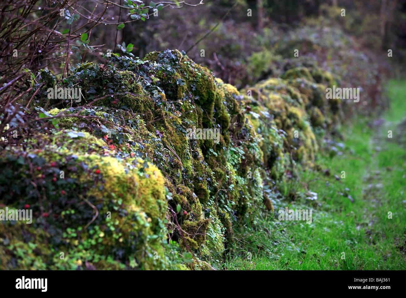 Stone Walls covered in Moss and Vegetation Ireland Stock Photo