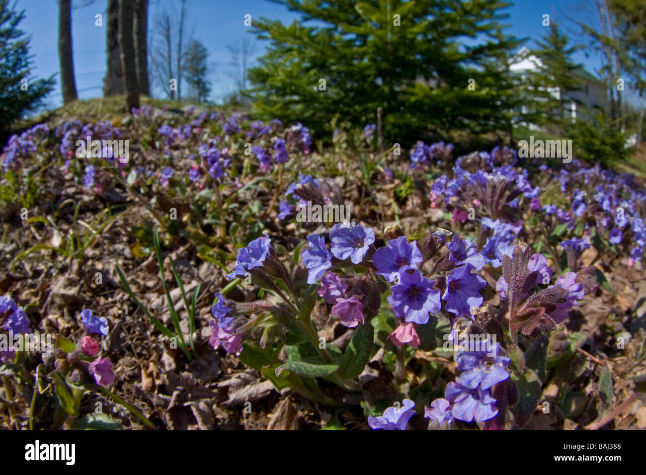 Field of pulmonaria flowers Stock Photo