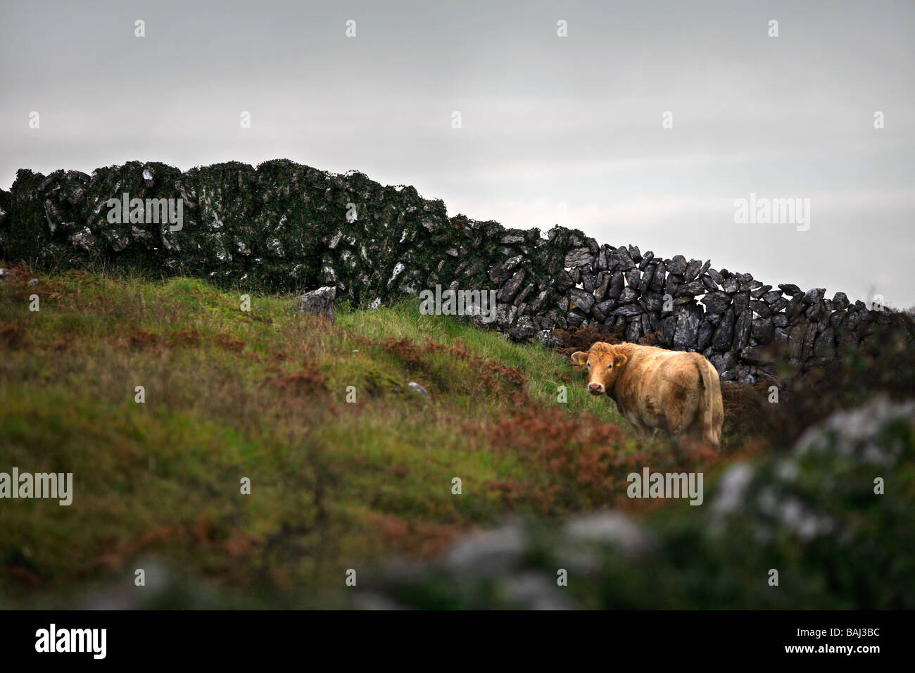 Stone Walls and Cow Ireland Stock Photo