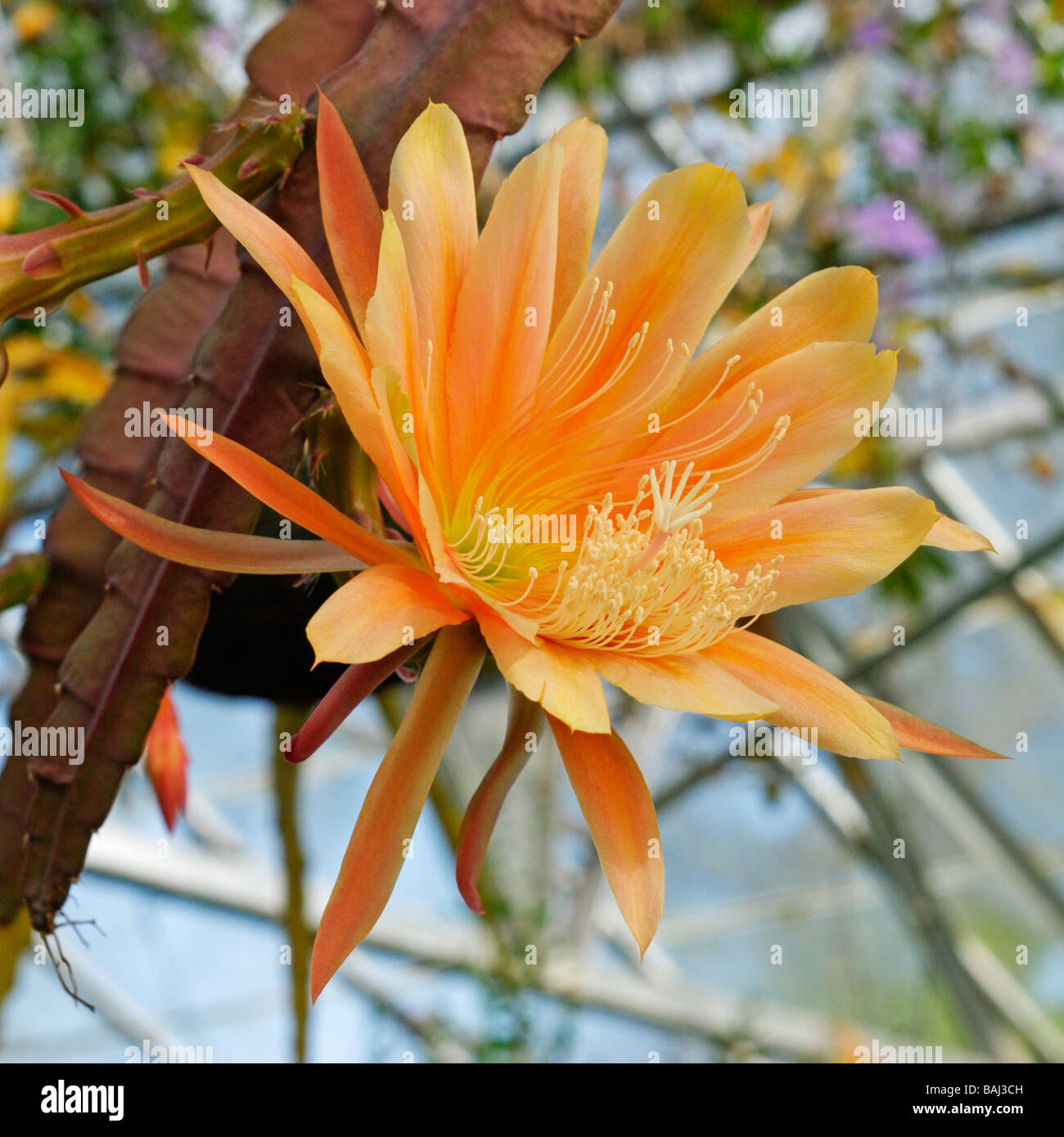 Epiphyllum hybrid Botanical Gardens Swansea UK Stock Photo