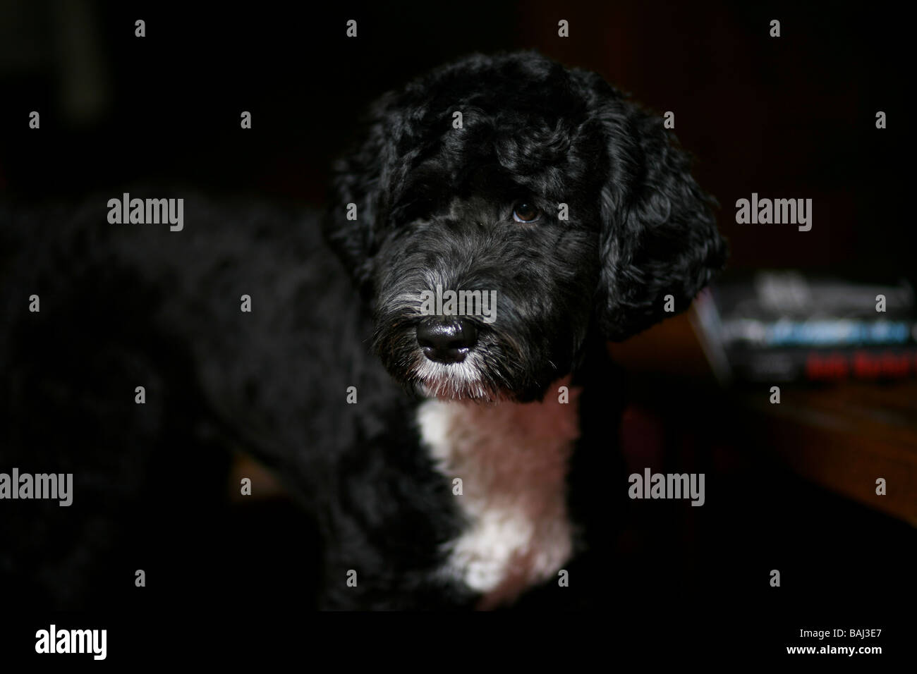 A handsome male Portuguese water dog with black and white party mix markings. Stock Photo
