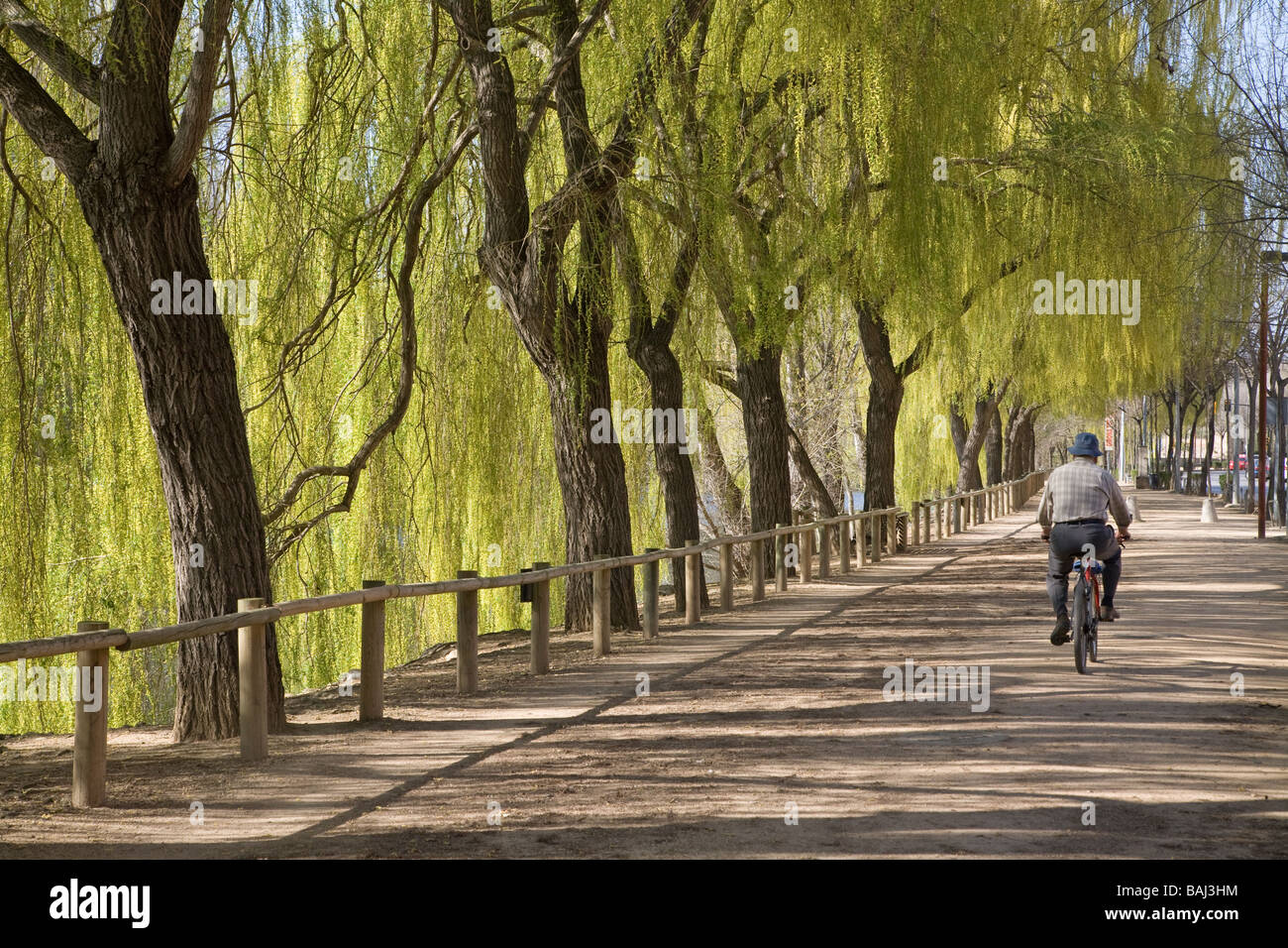 A cyclist under willow trees in Girona, Spain Stock Photo