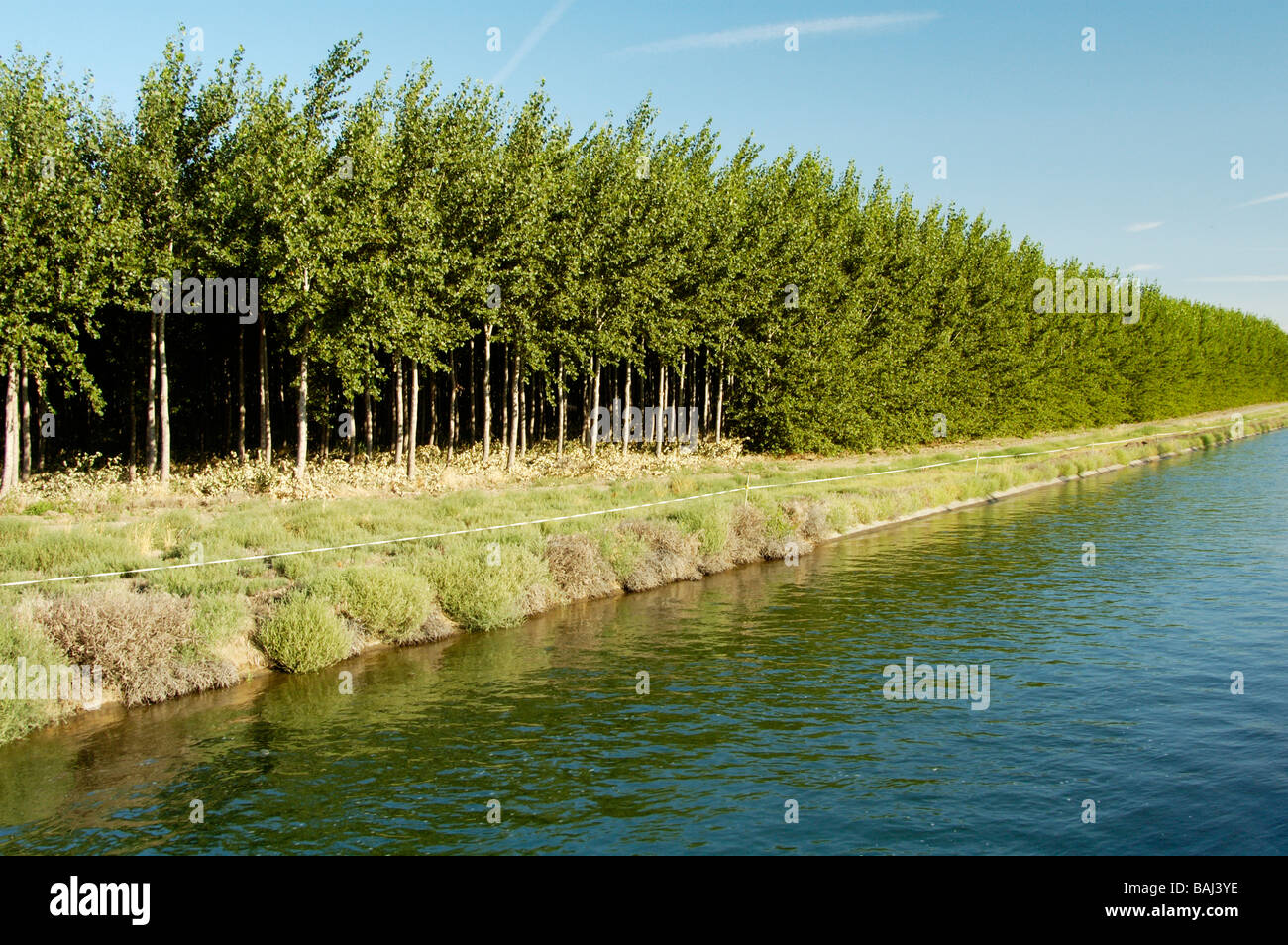 Poplar trees in an irrigated tree farm Stock Photo Alamy