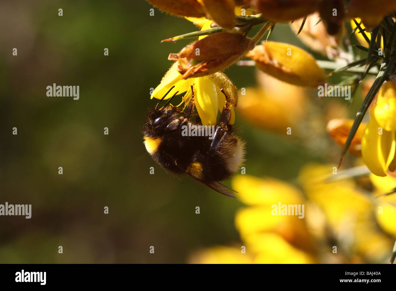 bumble bee bombus hortorum feeding on gorse bushes Stock Photo