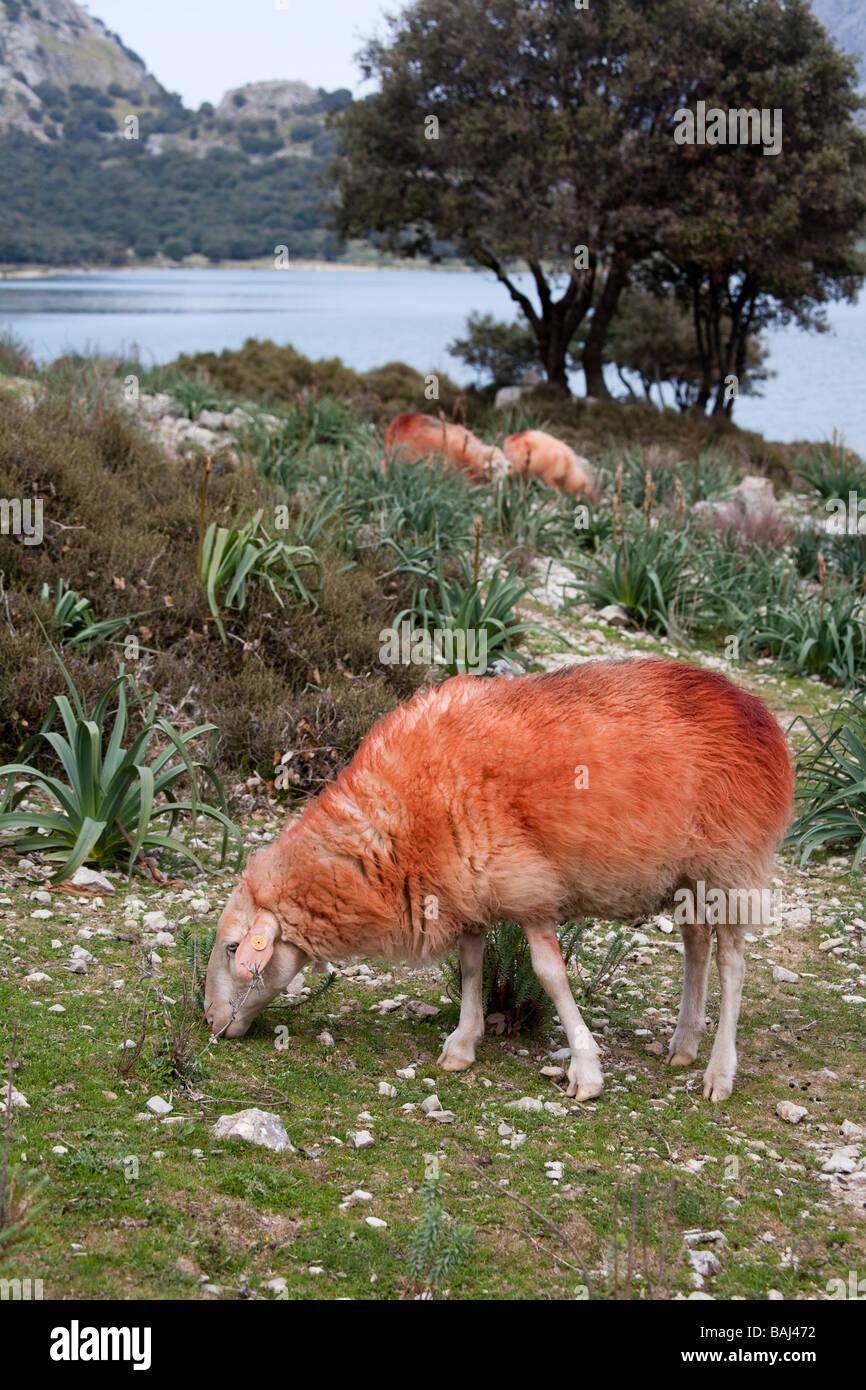 Marked dyed wool on sheep grazing at the Embassament de Cuber Cuber lake Mallorca Spain Stock Photo