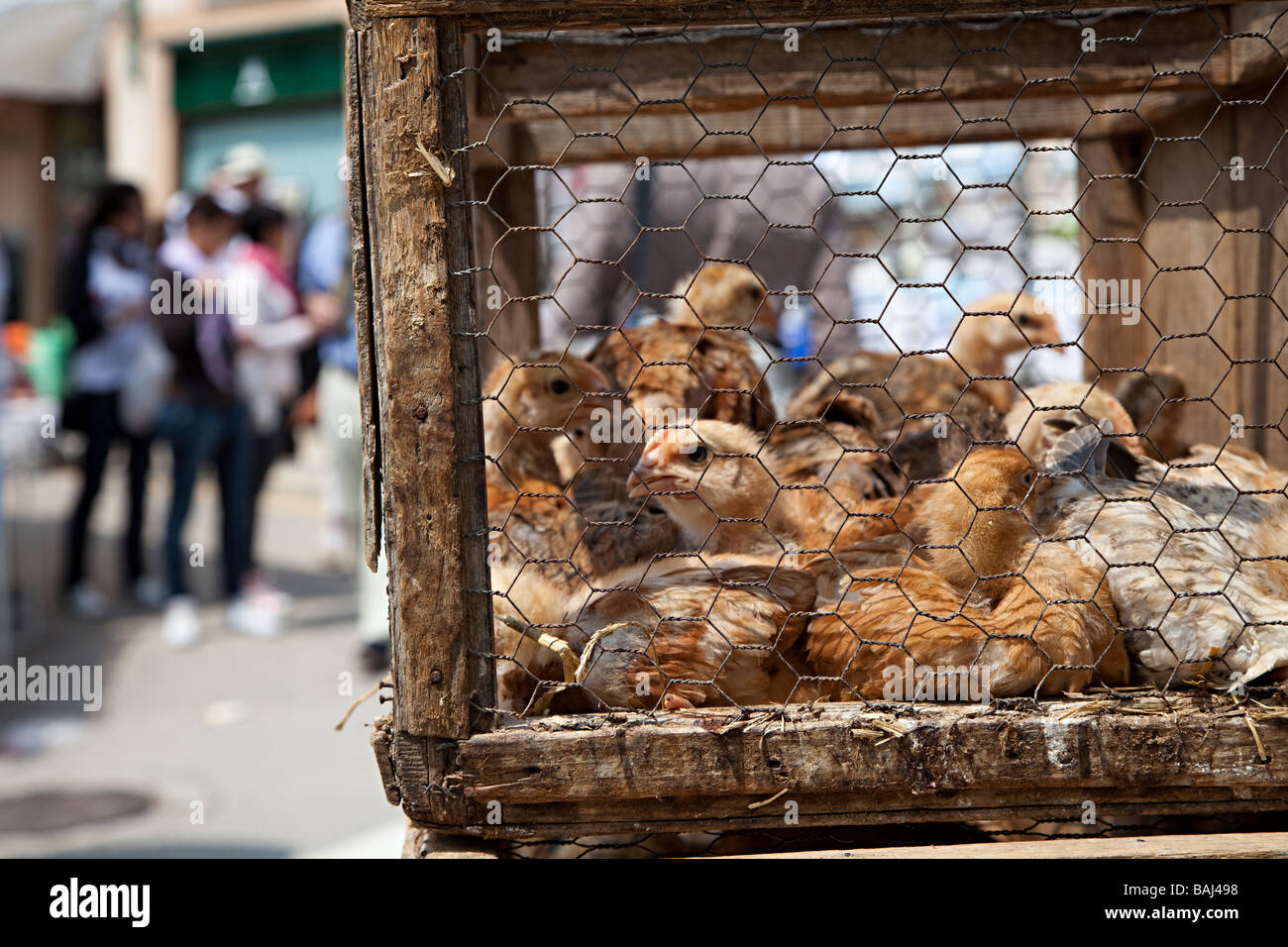 Caged chicks on sale in livestock market Sineu Mallorca Spain Stock Photo
