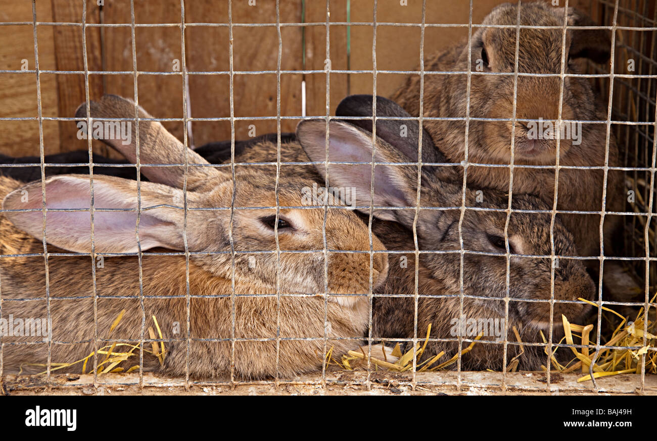 Caged rabbits on sale in livestock market Sineu Mallorca Spain Stock Photo