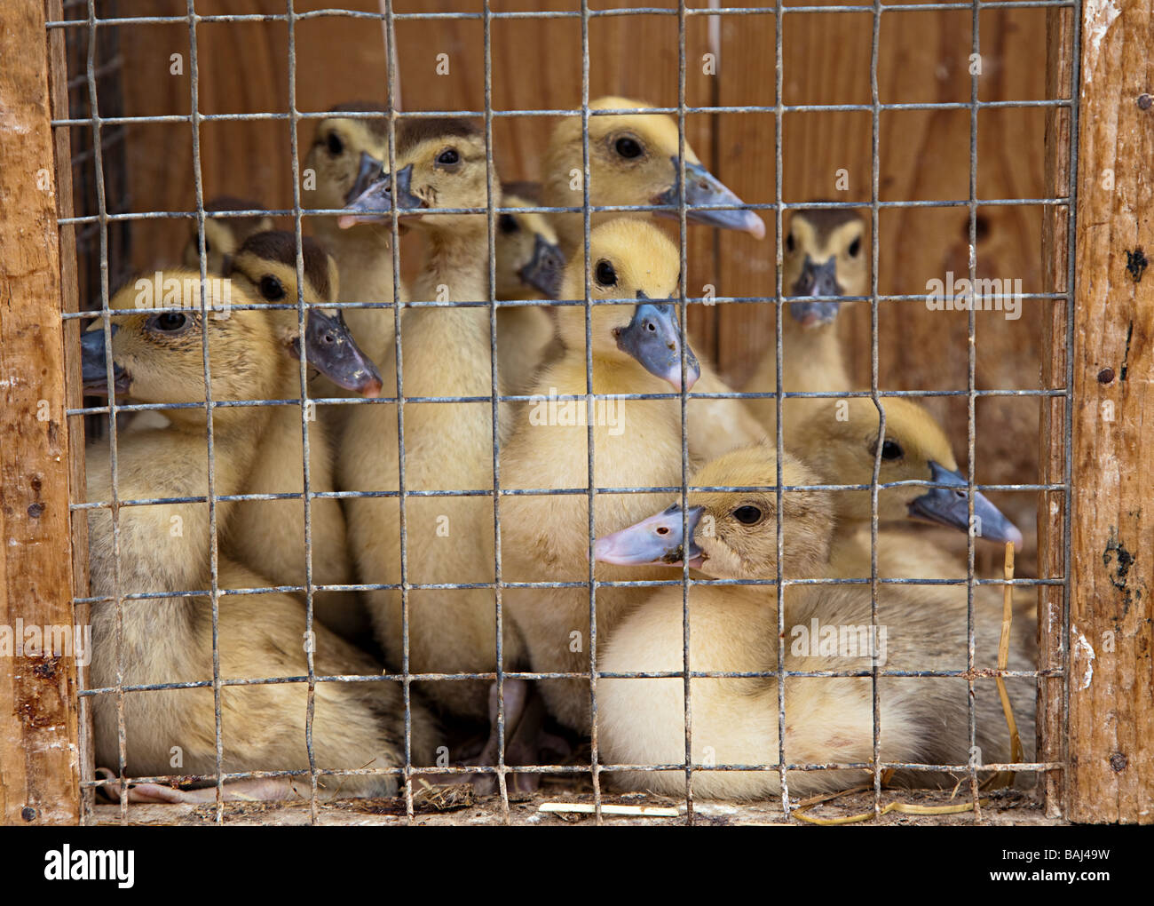 Caged ducklings on sale in livestock market Sineu Mallorca Spain Stock Photo