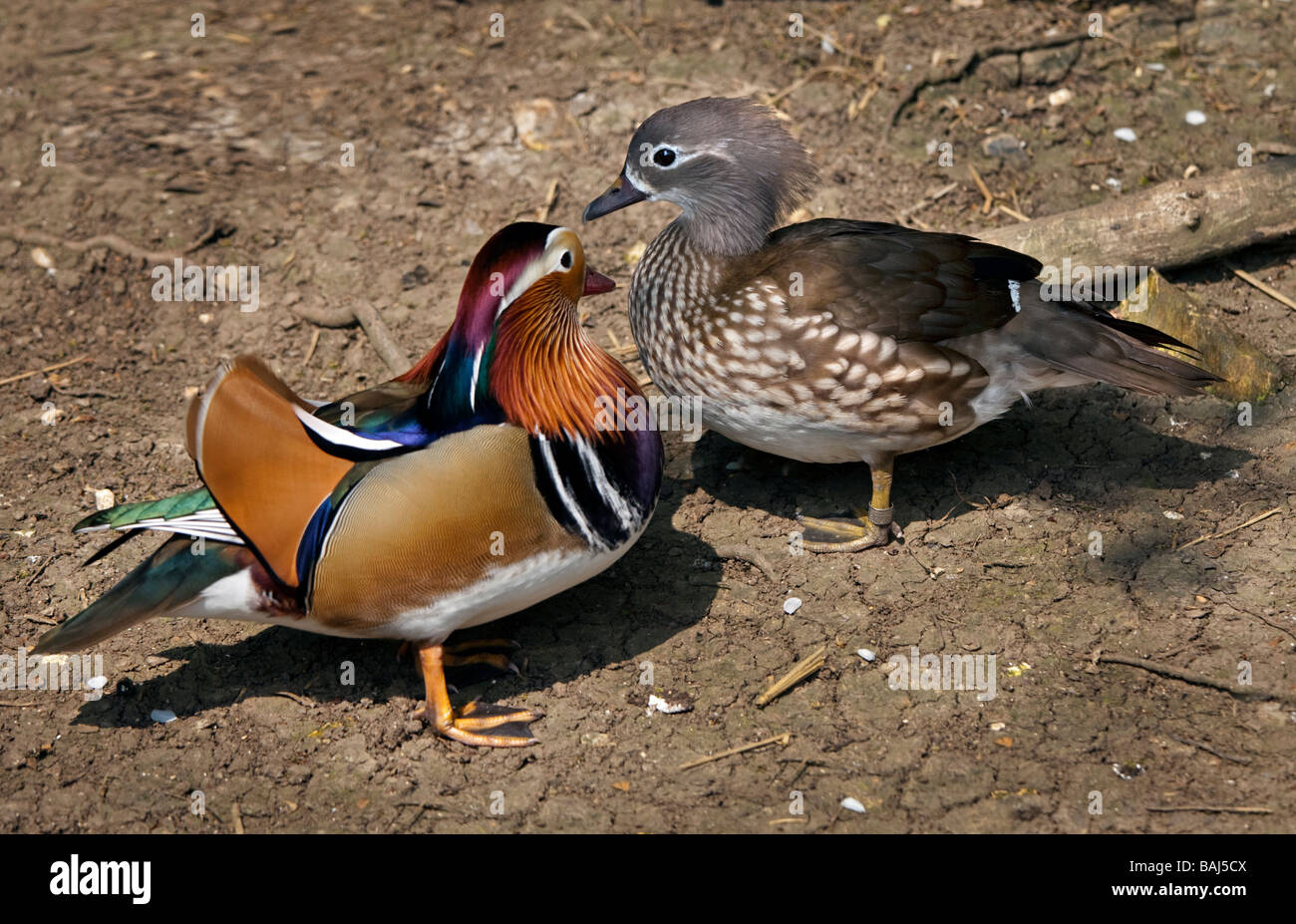 Male and Female Mandarin Ducks (aix galericulata) Stock Photo