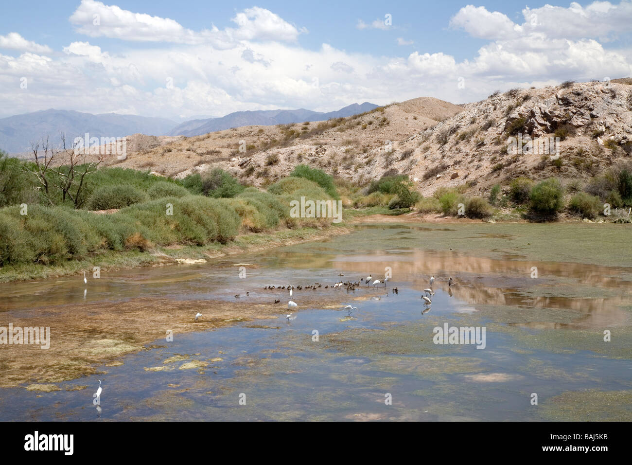 Wetlands near Molinos,  Salta Province, Argentina Stock Photo