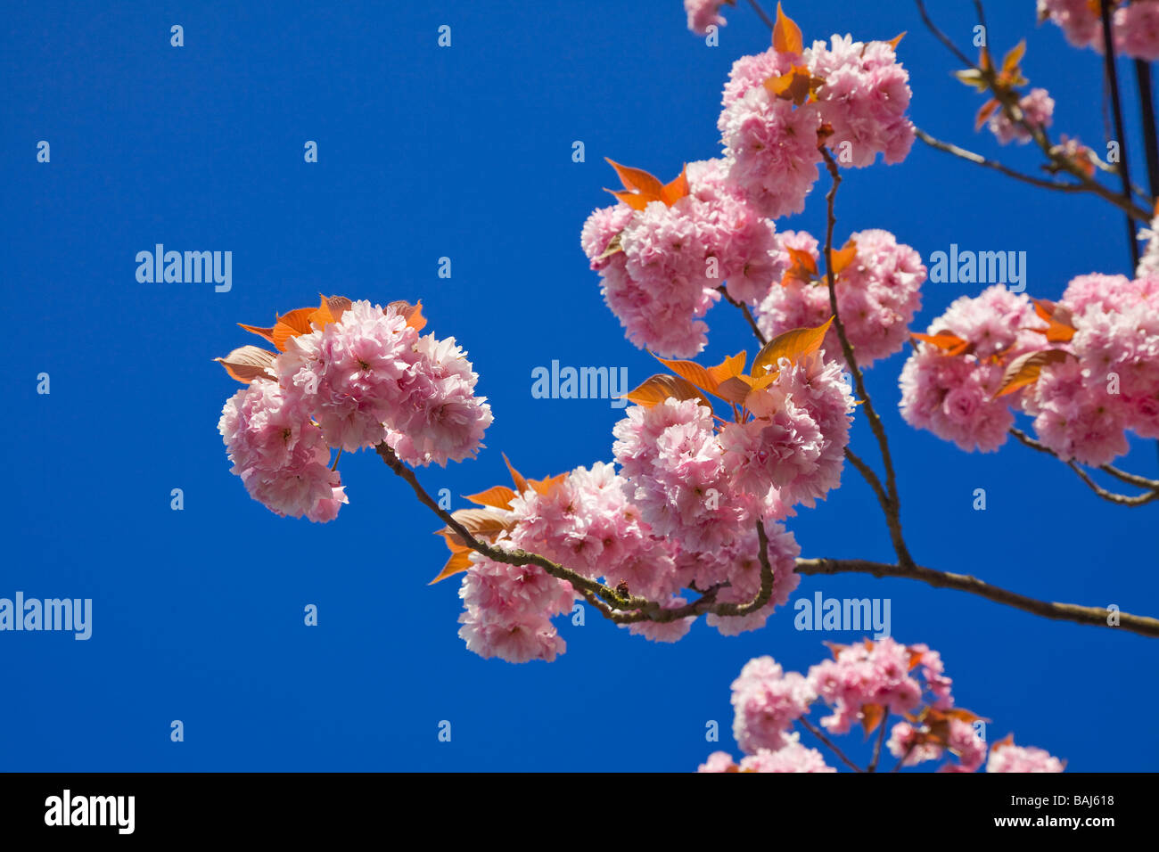 Pink ornamental Cherry tree blossom pure blue sky Springtime Stock Photo