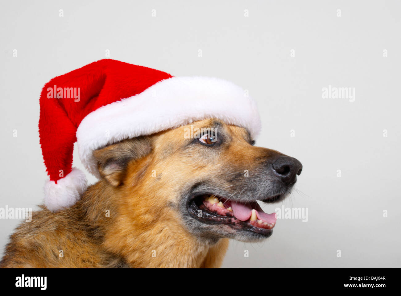 german shepherd wearing christmas hat Stock Photo