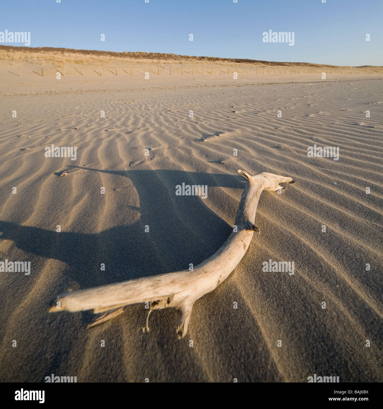 branch on the beach Stock Photo - Alamy