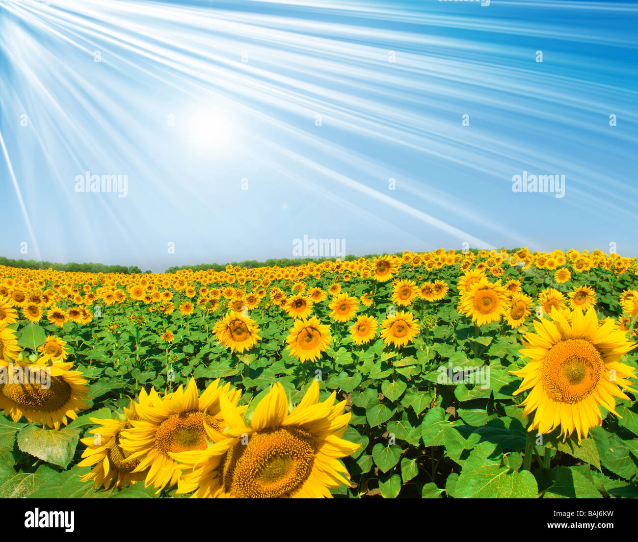 Field of sunflowers on background Stock Photo - Alamy