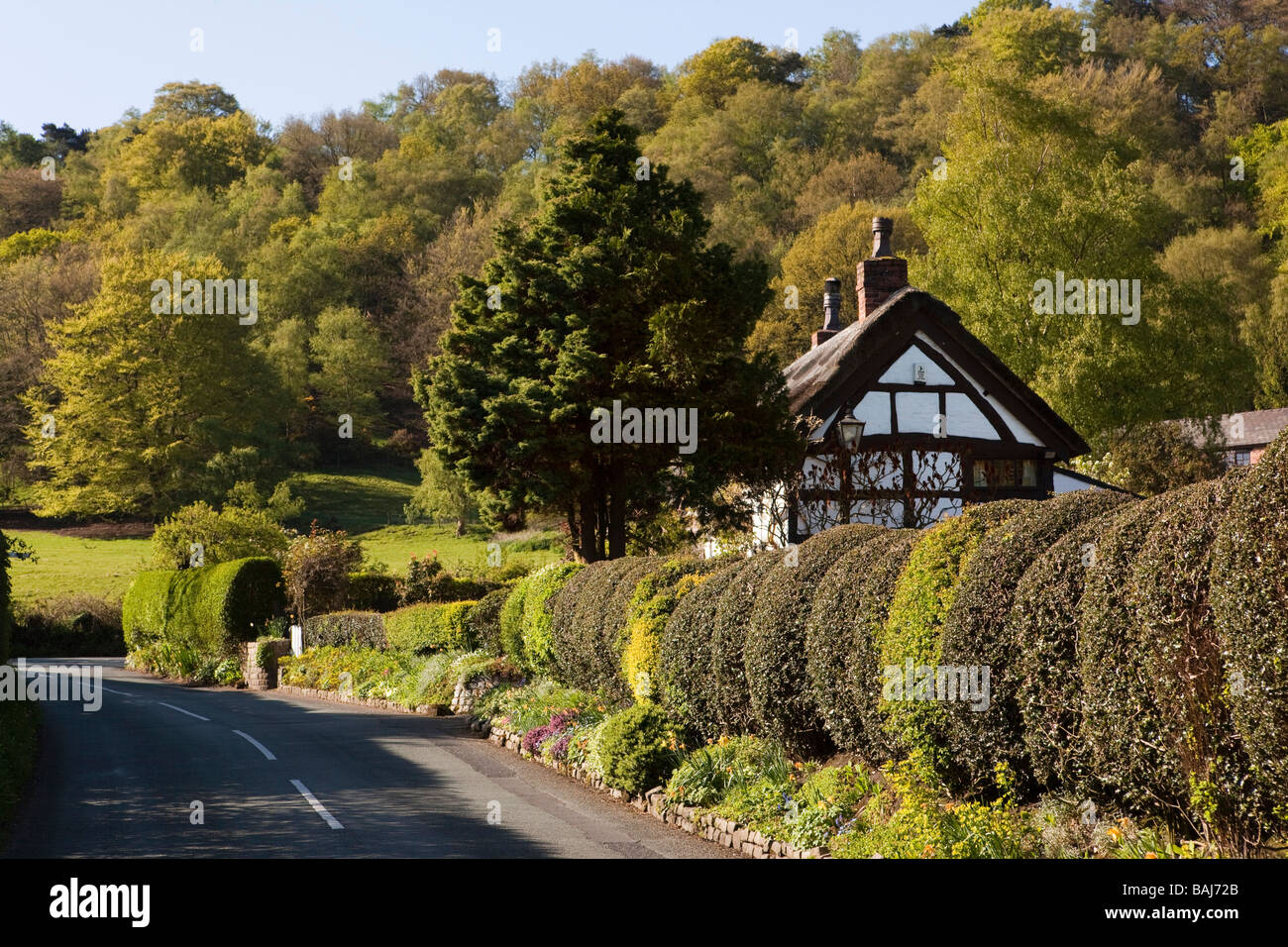 UK England Cheshire Alderley Edge The Hough Holly Trees timber framed