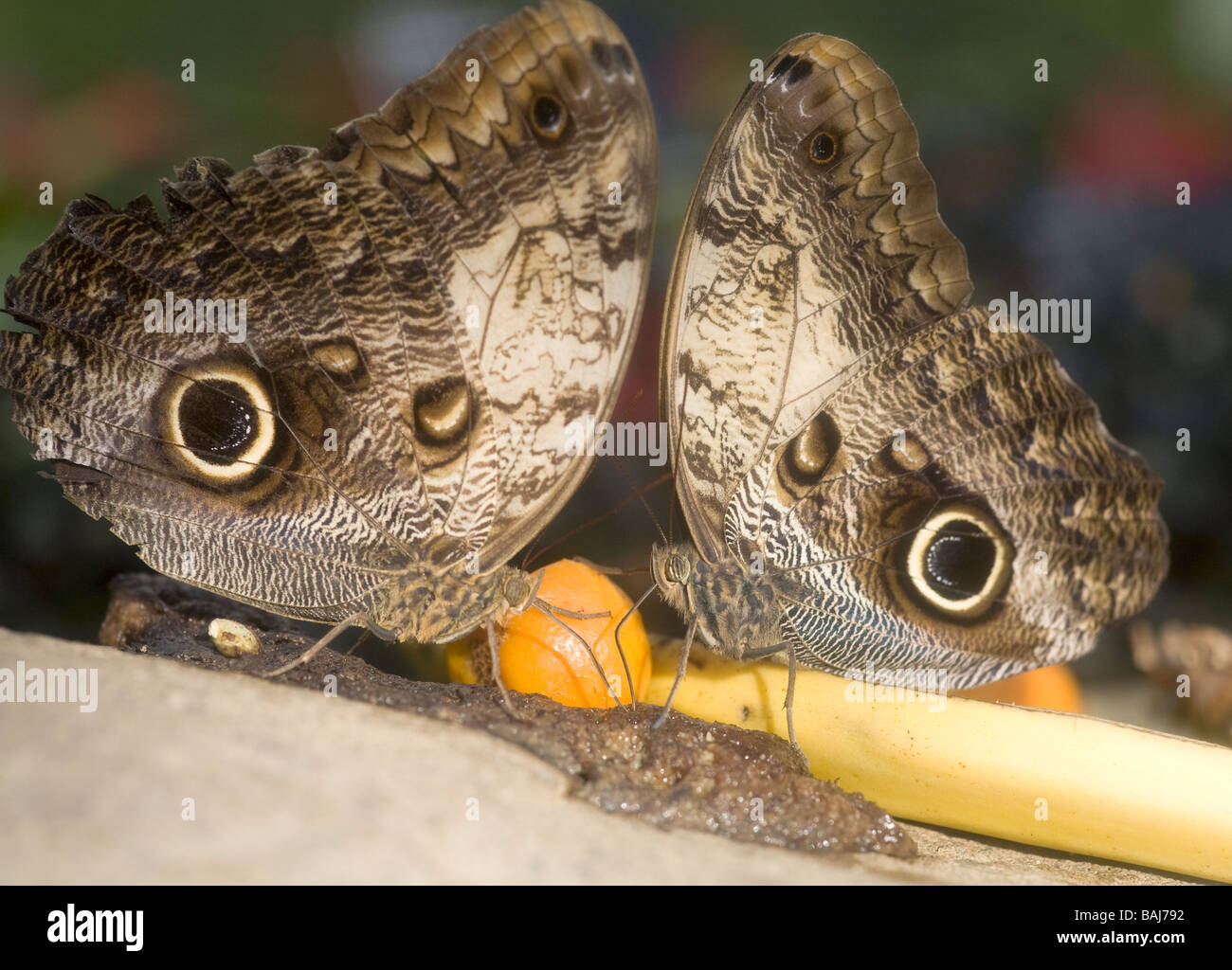 Two Owl butterflies feeding Stock Photo Alamy