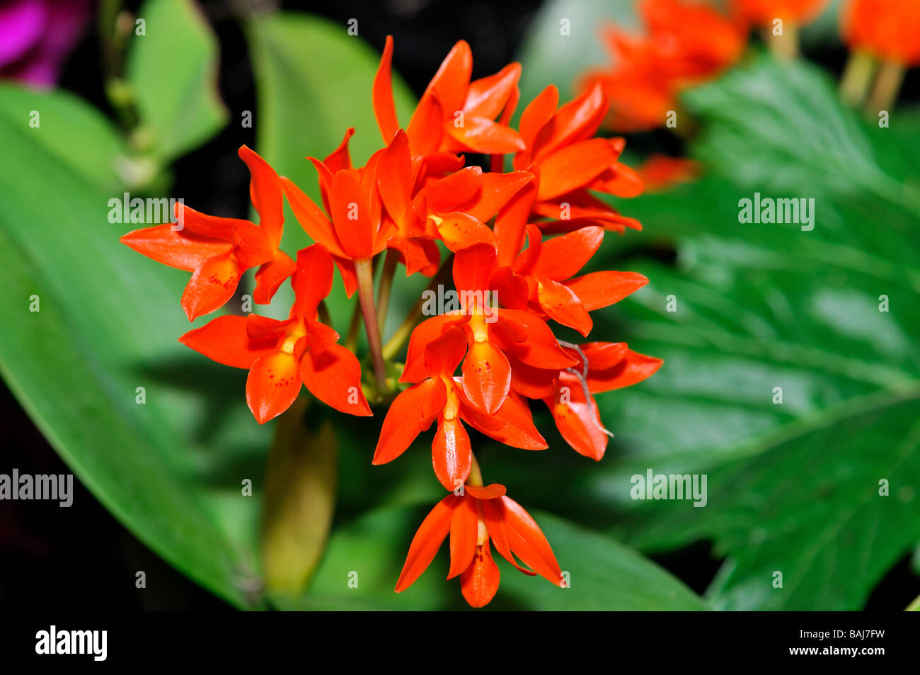 Orchid flowers. Red orange cluster cattleya. Stock Photo