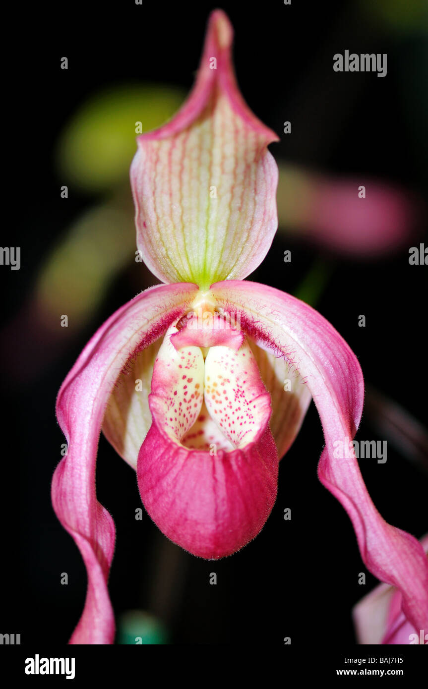 Orchid flower. Pink Lady's slipper. Stock Photo