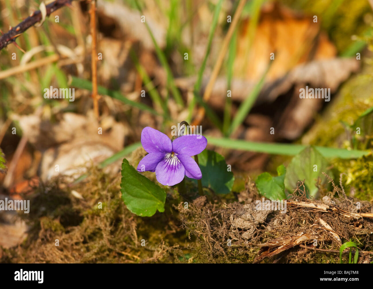 English violet Viola odorata England UK GB Stock Photo Alamy