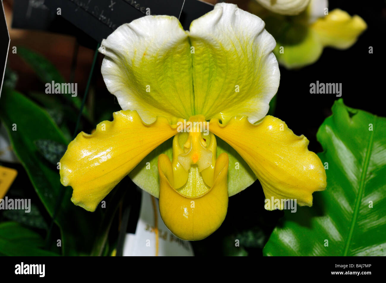 Orchid flower. Yellow green lady's slippers. Stock Photo