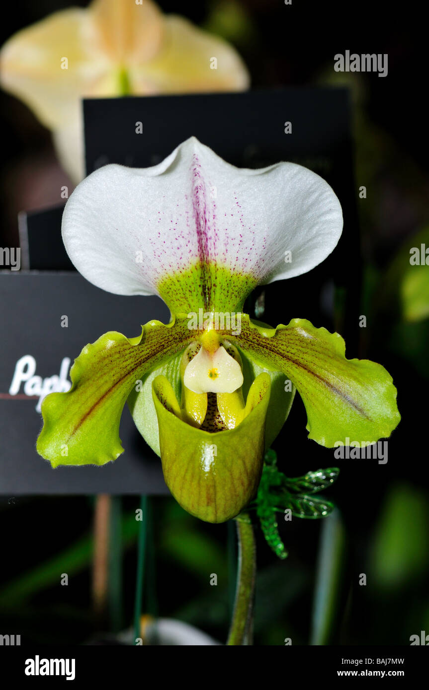 Orchid flower. Green white lady's slippers. Stock Photo