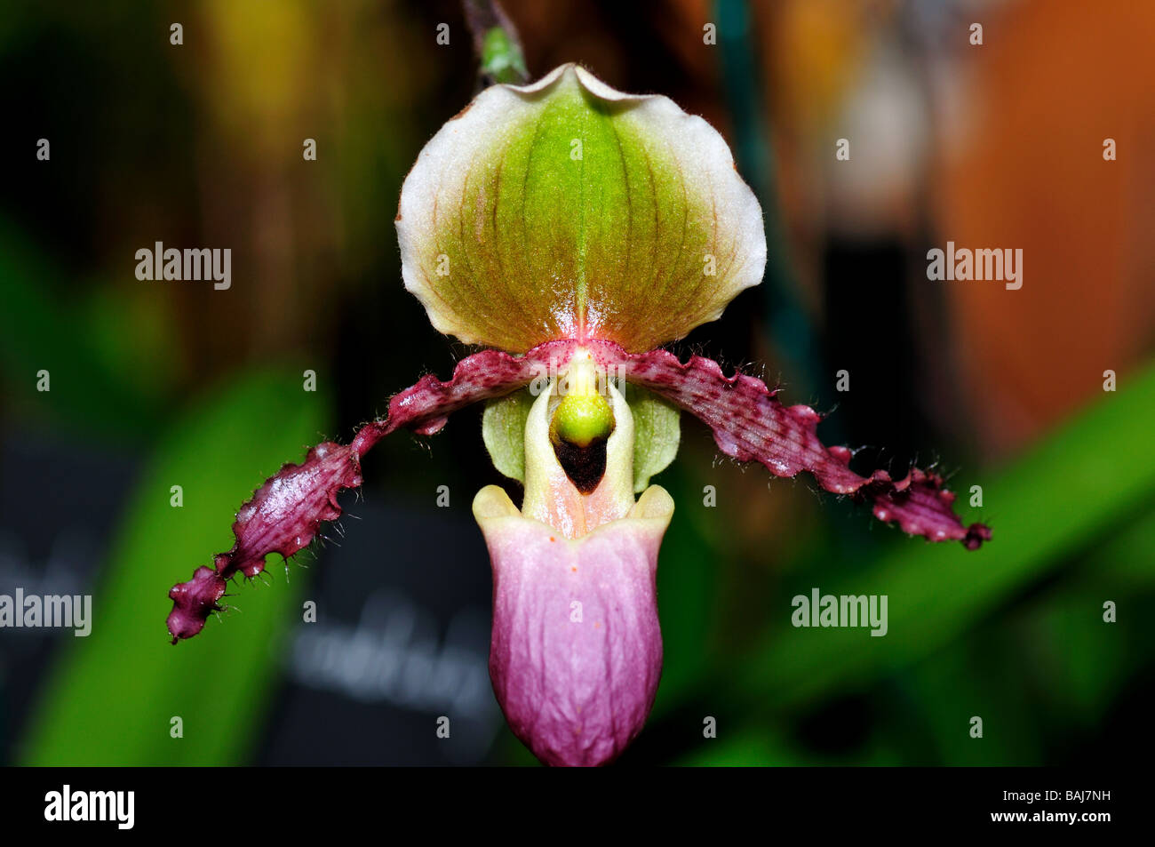 Orchid flower. Purple lady's slippers. Stock Photo