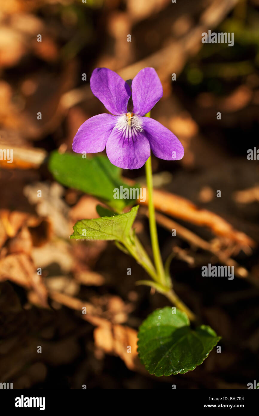 English violet Viola odorata England UK GB Stock Photo