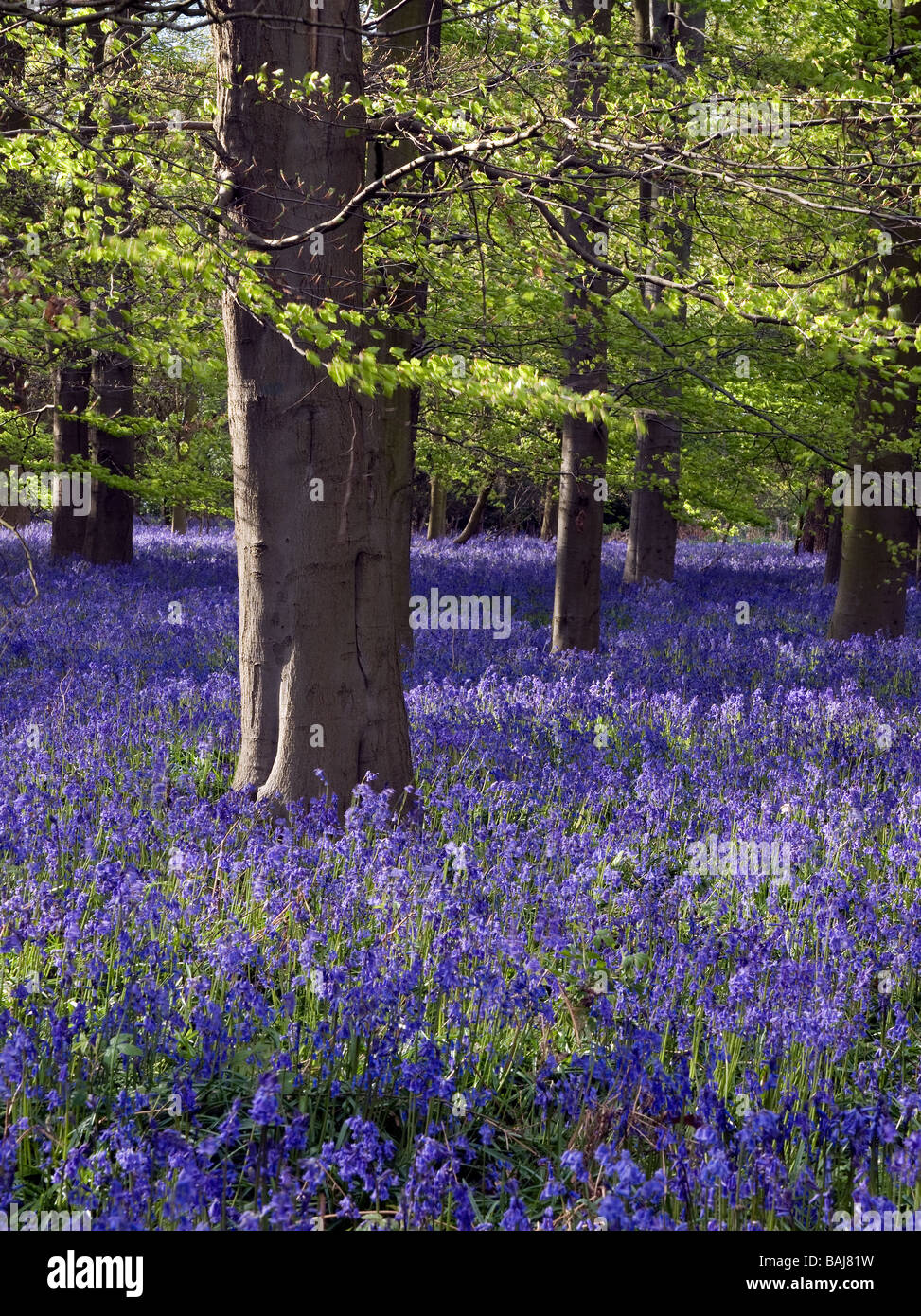 Carpet of English native Bluebells in ancient broadleaf woodland. Stock Photo