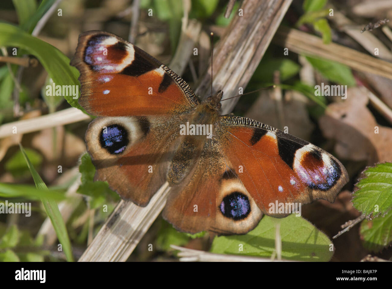 Peacock butterfly on woodland floor Stock Photo - Alamy