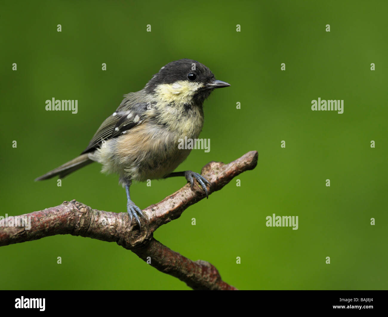 coal-tit-parus-ater-juvenile-perched-on-thin-dead-branch-stock-photo