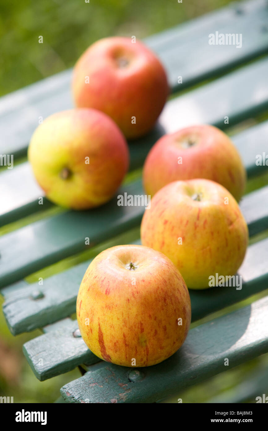 Cox s Orange Pippin variety of Apple Stock Photo