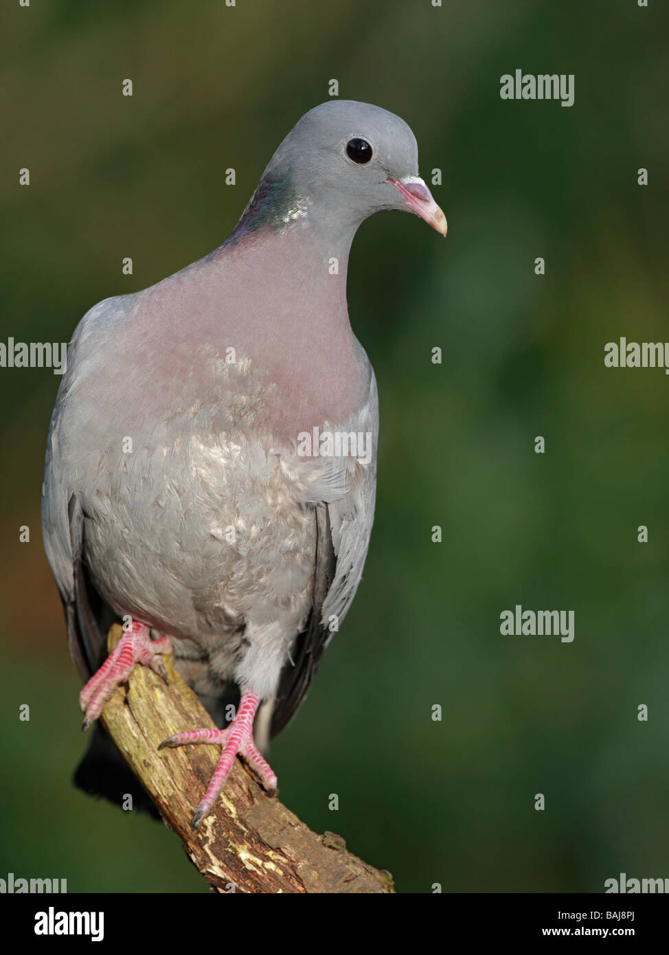 Stock Dove, Columba oenas, perched on dead branch Stock Photo