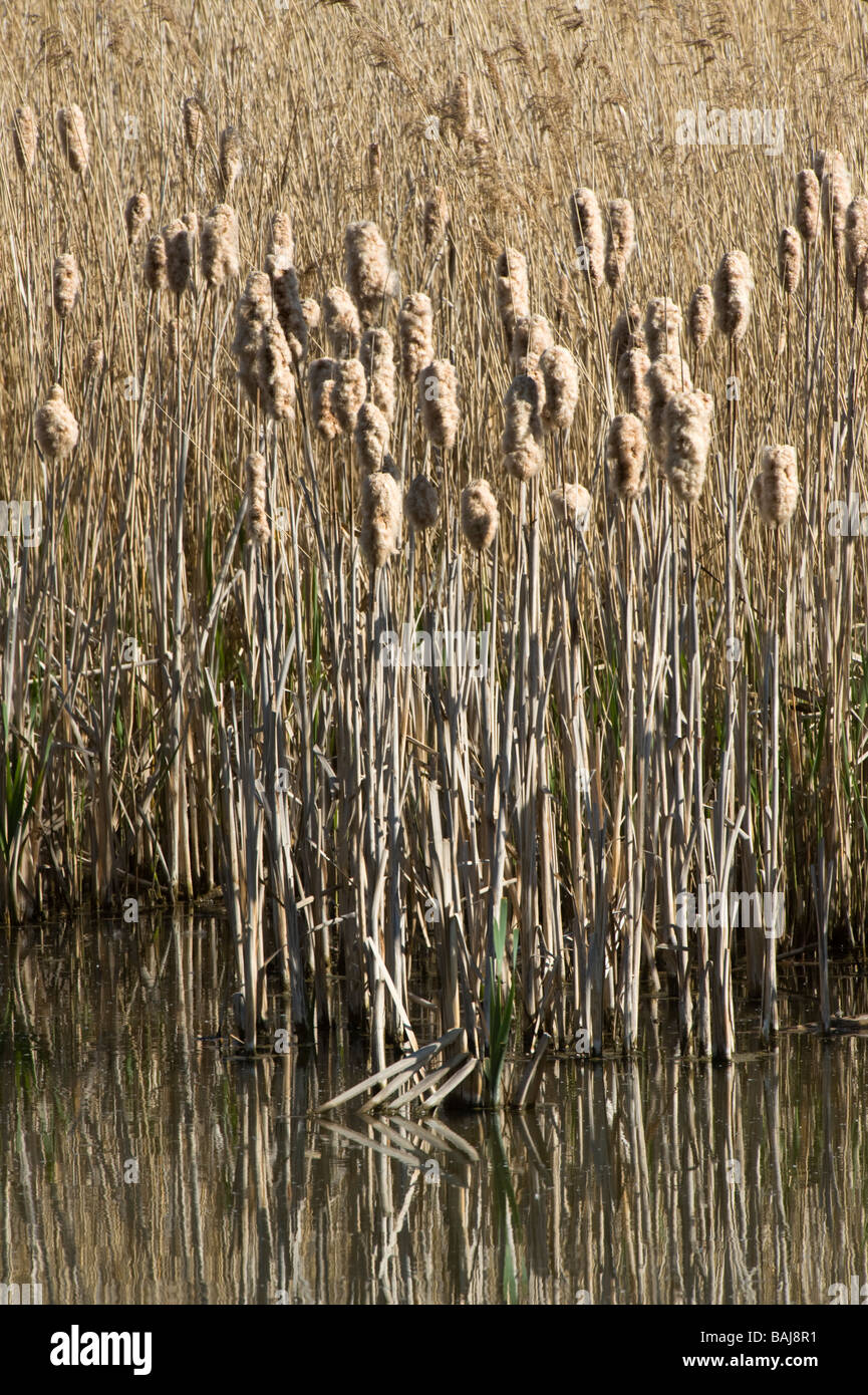 Reeds at the edge of lake at Potteric Carr Nature Reserve White Rose Way Doncaster South Yorkshire England UK Europe April Stock Photo