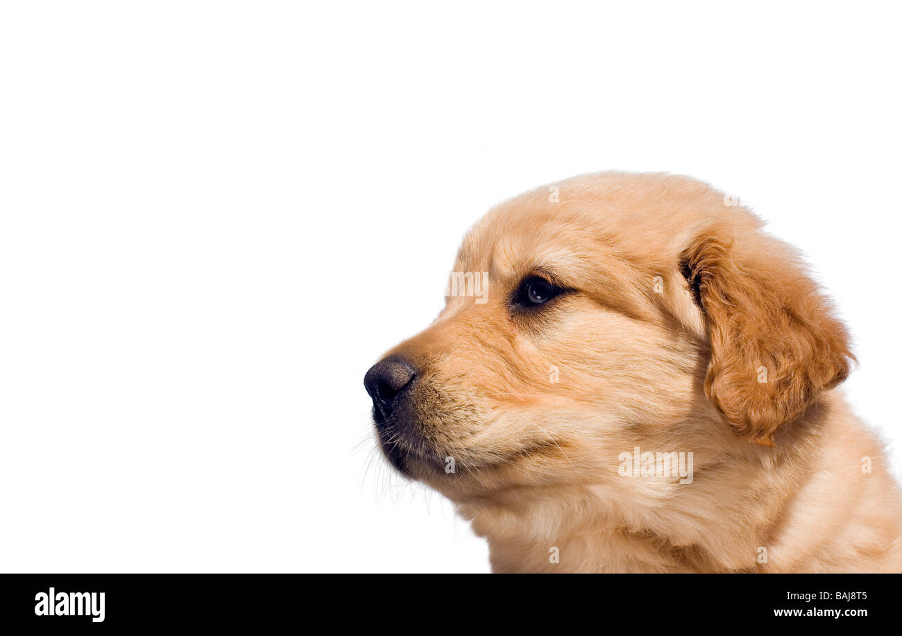 Profile of a cute female yellow labrador-mix puppy six weeks old. Isolated over white with copy space. Stock Photo