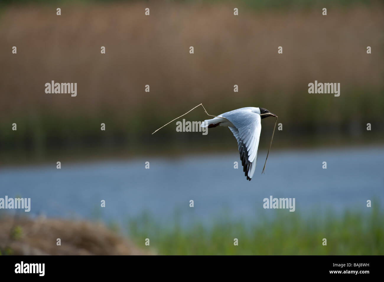 Black headed gull (Larus ridibundus) with nesting material Potteric Carr Nature Reserve Doncaster South Yorkshire England UK Stock Photo