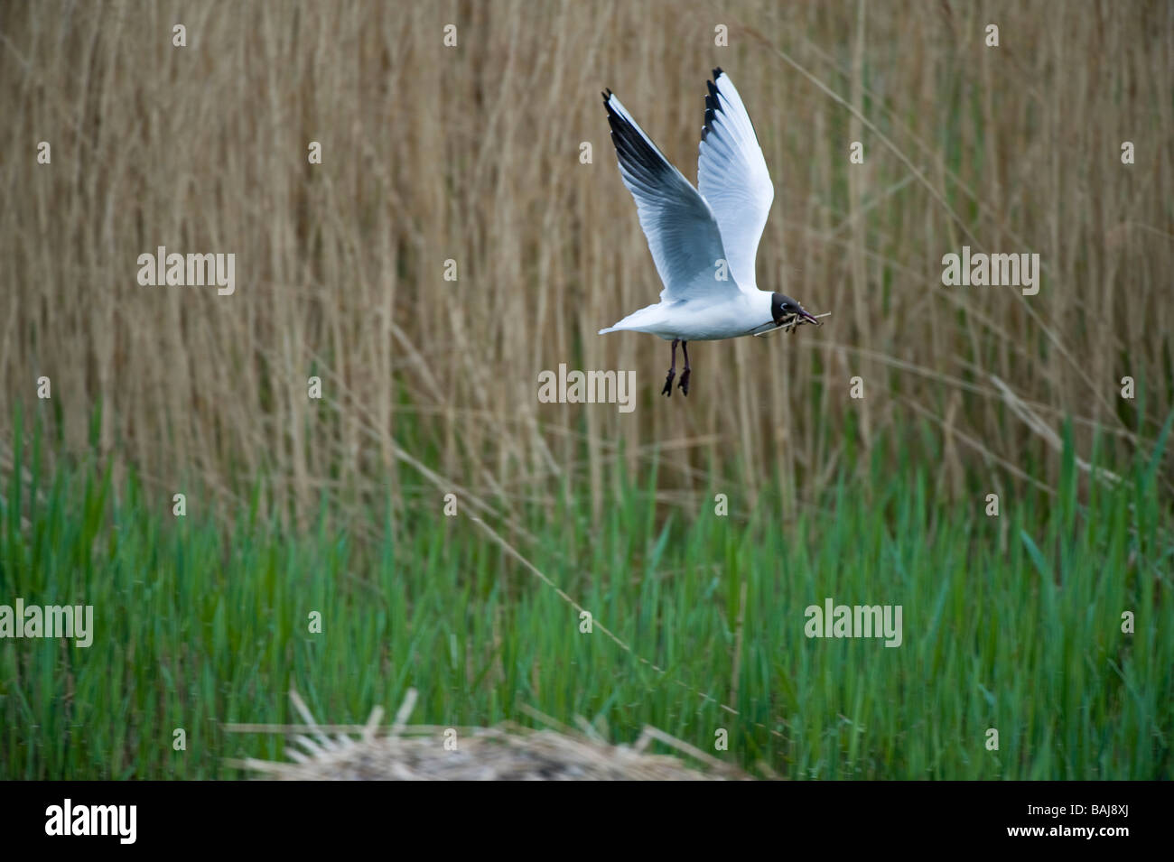 Black headed gull (Larus ridibundus) with nesting material Potteric Carr Nature Reserve  Doncaster South Yorkshire England Stock Photo