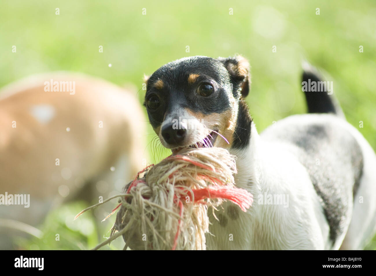 Playful tri-colored rat terrier with rope toy Stock Photo
