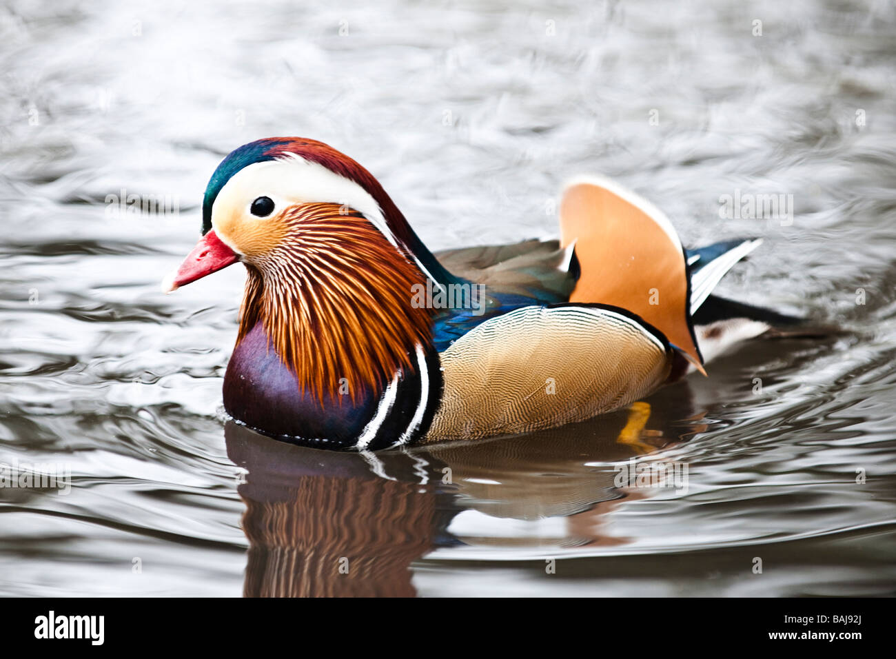 Mandarin duck on pond Stock Photo